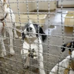 Câmara aprova projeto que veta animais em testes cosméticos