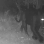 Onça aparece pela primeira vez em reserva no Cerrado