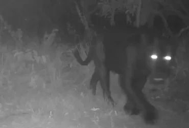 Onça aparece pela primeira vez em reserva no Cerrado