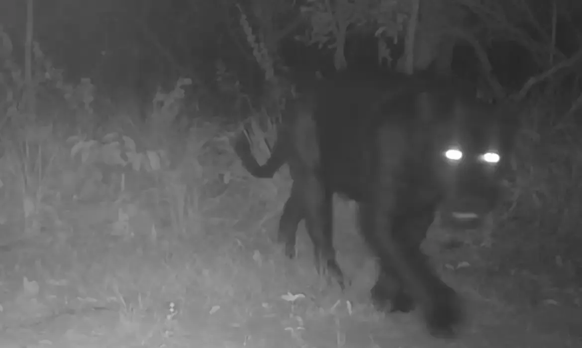 Onça aparece pela primeira vez em reserva no Cerrado