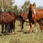 Ração causa morte de 245 cavalos e leva a suspensão da produção