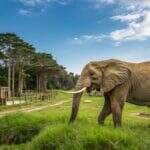 Elefanta africana Kenya chega ao santuário de Chapada dos Guimarães