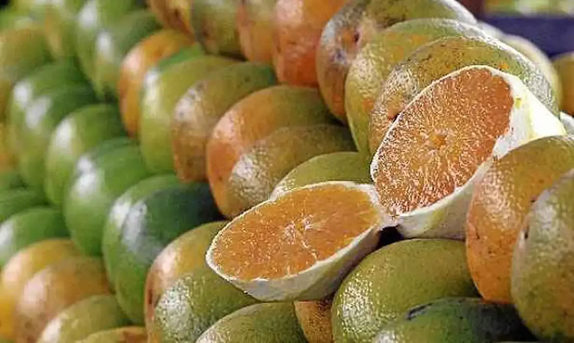 Sergipe, 30/07/2025 - Laranjas. Foto: Governo Sergipe/Divulgação