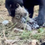 Foto da onça-preta Mamba com seus filhotes no Instituto Onça Pintada, por Leandro Silveira / Instagram