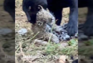 Foto da onça-preta Mamba com seus filhotes no Instituto Onça Pintada, por Leandro Silveira / Instagram