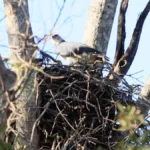 Harpia harpyja no ninho no Pantanal de Corumbá, MS / icterus.ecoturismo