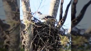 Harpia harpyja no ninho no Pantanal de Corumbá, MS / icterus.ecoturismo