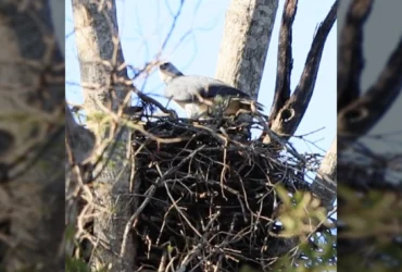 Harpia harpyja no ninho no Pantanal de Corumbá, MS / icterus.ecoturismo