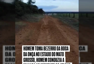 Cena dramática de homem salvando bezerro de ataque de onça no Mato Grosso. Créditos: ws_cicero no Instagram.