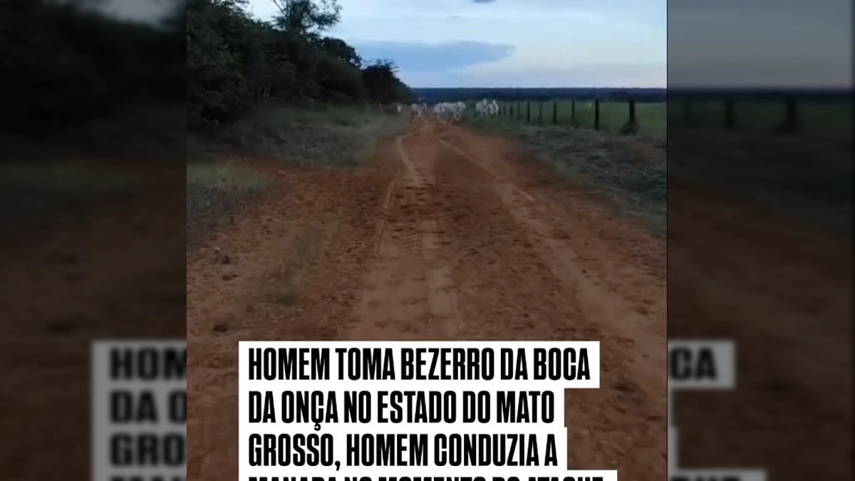 Cena dramática de homem salvando bezerro de ataque de onça no Mato Grosso. Créditos: ws_cicero no Instagram.