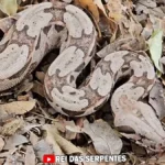 Jiboia de camuflagem com um pássaro na boca em meio a folhas secas / Instagram reidasserpentesoficial