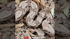 Jiboia de camuflagem com um pássaro na boca em meio a folhas secas / Instagram reidasserpentesoficial