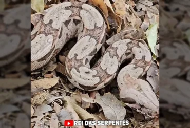 Jiboia de camuflagem com um pássaro na boca em meio a folhas secas / Instagram reidasserpentesoficial