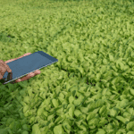 Mapa e MRE criam Grupo de Trabalho para elaboração de Programa de Investimento Agropecuário entre o Brasil e Angola