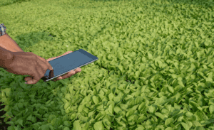 Mapa e MRE criam Grupo de Trabalho para elaboração de Programa de Investimento Agropecuário entre o Brasil e Angola