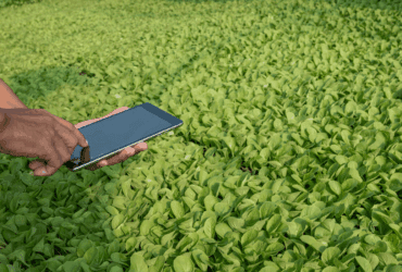 Mapa e MRE criam Grupo de Trabalho para elaboração de Programa de Investimento Agropecuário entre o Brasil e Angola