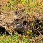 Uma onça-pintada de pelagem amarelada com pintas pretas, agachada na grama às margens de um rio, segurando um jacaré pela cabeça com sua boca. Créditos: Ailton Lara / Instagram