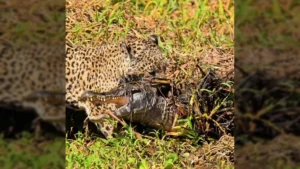 Uma onça-pintada de pelagem amarelada com pintas pretas, agachada na grama às margens de um rio, segurando um jacaré pela cabeça com sua boca. Créditos: Ailton Lara / Instagram
