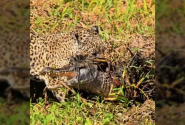Uma onça-pintada de pelagem amarelada com pintas pretas, agachada na grama às margens de um rio, segurando um jacaré pela cabeça com sua boca. Créditos: Ailton Lara / Instagram