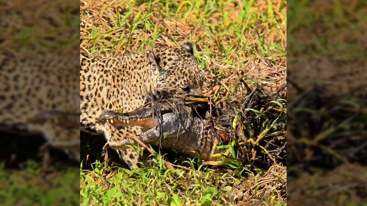 Uma onça-pintada de pelagem amarelada com pintas pretas, agachada na grama às margens de um rio, segurando um jacaré pela cabeça com sua boca. Créditos: Ailton Lara / Instagram