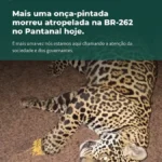 Onça-pintada morta em rodovia, evidenciando o perigo da BR-262 para a fauna do Pantanal. Imagem de SOS Pantanal.