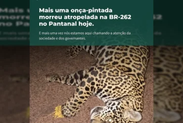 Onça-pintada morta em rodovia, evidenciando o perigo da BR-262 para a fauna do Pantanal. Imagem de SOS Pantanal.