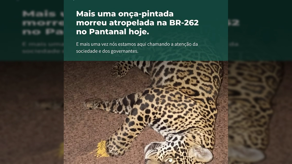Onça-pintada morta em rodovia, evidenciando o perigo da BR-262 para a fauna do Pantanal. Imagem de SOS Pantanal.