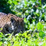Imagem de onça-pintada caminhando pela vegetação do Pantanal. Créditos: Ailton Lara / Instagram.