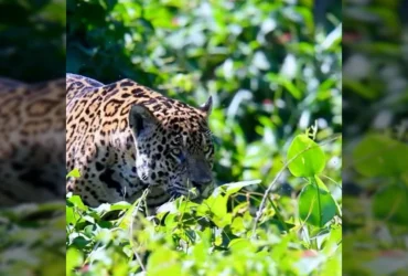 Imagem de onça-pintada caminhando pela vegetação do Pantanal. Créditos: Ailton Lara / Instagram.