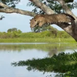 Onça-pintada se preparando para atacar jacaré do alto de uma árvore. Crédito: joaobiologo / Instagram