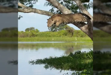 Onça-pintada se preparando para atacar jacaré do alto de uma árvore. Crédito: joaobiologo / Instagram