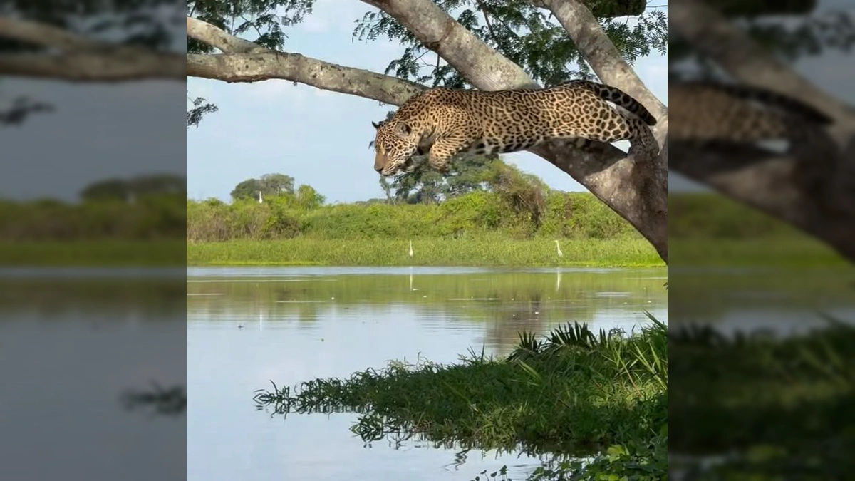 Onça-pintada se preparando para atacar jacaré do alto de uma árvore. Crédito: joaobiologo / Instagram