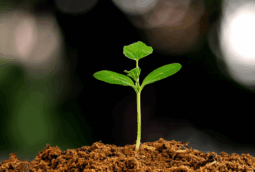 planta germinando -CenárioMT