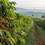 Produtor transforma vida com café e projeta expansão