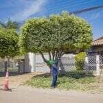 Mais de 10 equipes atuam em diversos bairros da cidade para manter a saúde da arborização, melhorar a iluminação pública e proteger a infraestrutura urbana; cronograma seguirá até agosto em áreas com maior densidade populacional