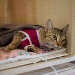 Ação da Prefeitura visa controlar a reprodução de animais em áreas recém-ocupadas; mais de 500 tutores serão contemplados pelo programa