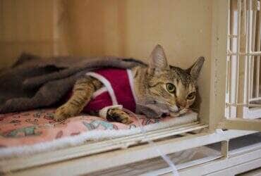 Ação da Prefeitura visa controlar a reprodução de animais em áreas recém-ocupadas; mais de 500 tutores serão contemplados pelo programa