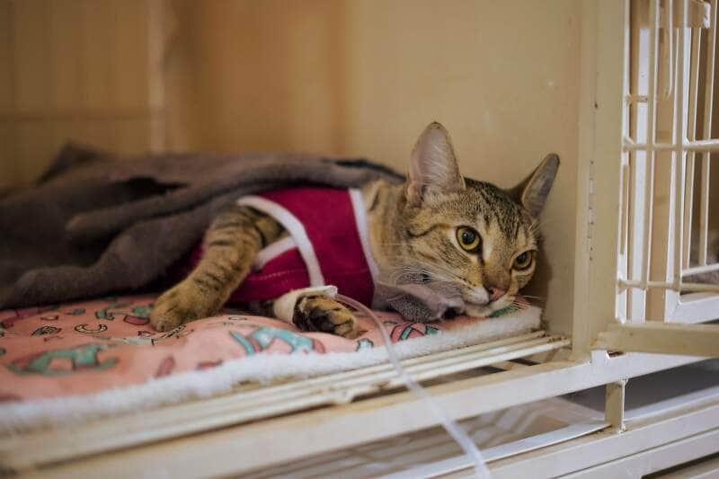 Ação da Prefeitura visa controlar a reprodução de animais em áreas recém-ocupadas; mais de 500 tutores serão contemplados pelo programa