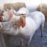 Suinocultura impulsiona produção e mira exportações em Mato Grosso