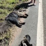 Tamanduá-bandeira adulta e seu filhote, ambos sem vida, na margem de uma rodovia em Mato Grosso. Créditos: Lucas Ninno / Instagram.