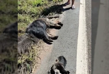Tamanduá-bandeira adulta e seu filhote, ambos sem vida, na margem de uma rodovia em Mato Grosso. Créditos: Lucas Ninno / Instagram.