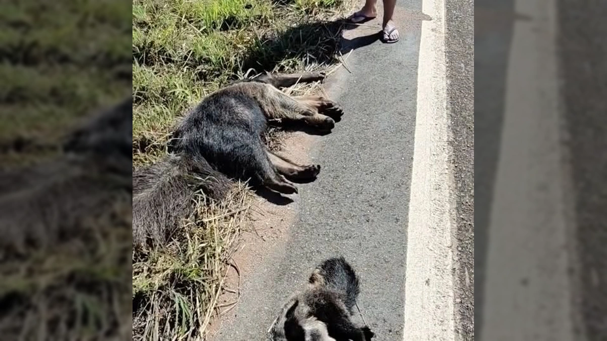 Tamanduá-bandeira adulta e seu filhote, ambos sem vida, na margem de uma rodovia em Mato Grosso. Créditos: Lucas Ninno / Instagram.