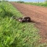 Imagens encantadoras mostram a delicadeza e o instinto protetor de uma tatu fêmea com seus filhotinhos — um verdadeiro desfile de ternura pela natureza