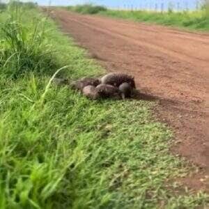 Imagens encantadoras mostram a delicadeza e o instinto protetor de uma tatu fêmea com seus filhotinhos — um verdadeiro desfile de ternura pela natureza