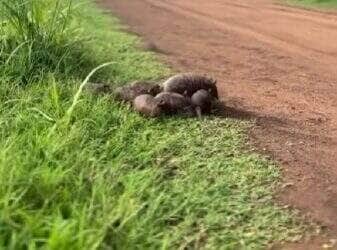 Imagens encantadoras mostram a delicadeza e o instinto protetor de uma tatu fêmea com seus filhotinhos — um verdadeiro desfile de ternura pela natureza