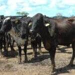 Passaporte Verde impulsiona sustentabilidade na pecuária com novo projeto de lei