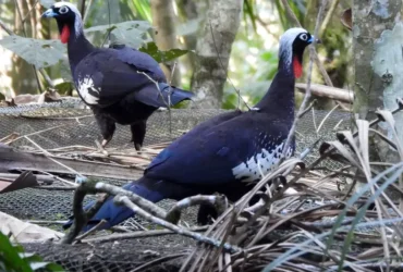 Jacutingas são devolvidas à natureza em São Paulo para preservar a Mata Atlântica