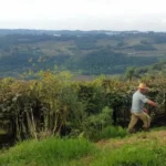 Brasília - O produtor Raimundo Zucchi,em sua propriedade na Linha Eulália, zona rural de Bento Gonçalves, onde planta sete variedades de uva (Daniel Isaia/Agência Brasil)