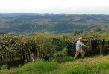 Brasília - O produtor Raimundo Zucchi,em sua propriedade na Linha Eulália, zona rural de Bento Gonçalves, onde planta sete variedades de uva (Daniel Isaia/Agência Brasil)