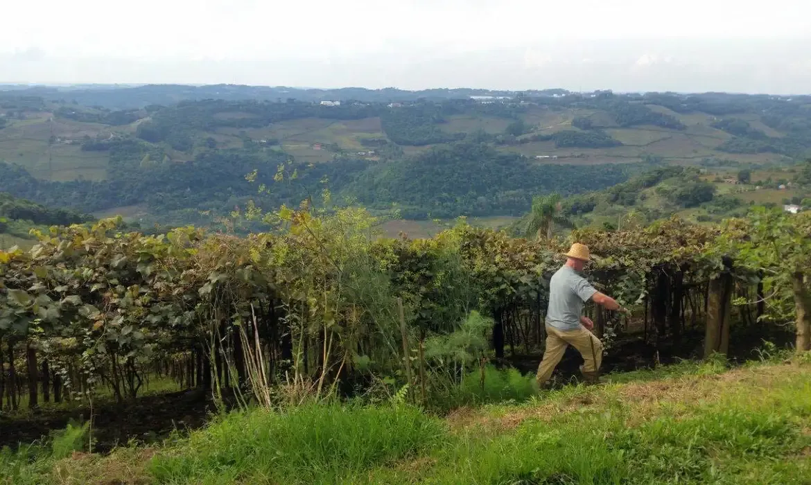 Brasília - O produtor Raimundo Zucchi,em sua propriedade na Linha Eulália, zona rural de Bento Gonçalves, onde planta sete variedades de uva (Daniel Isaia/Agência Brasil)